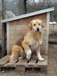 King of the Pallet Kingdom