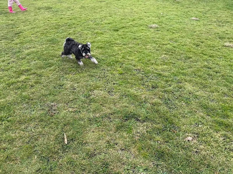 Parkbound Paws