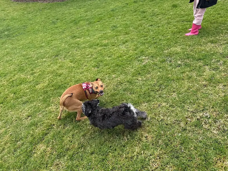 Garden Guffaw: Doggy Duel
