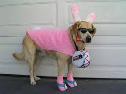 Bunny Chic, Bow-Wow-Yes