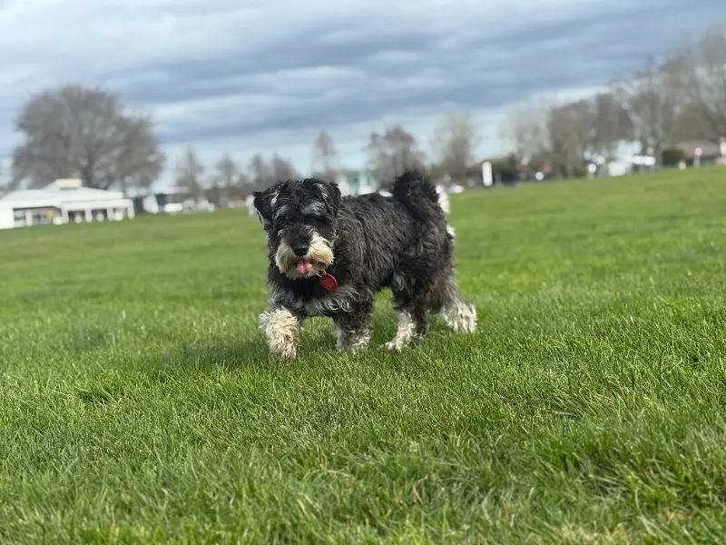 Lawn-Lip-Reading Whisker Dash