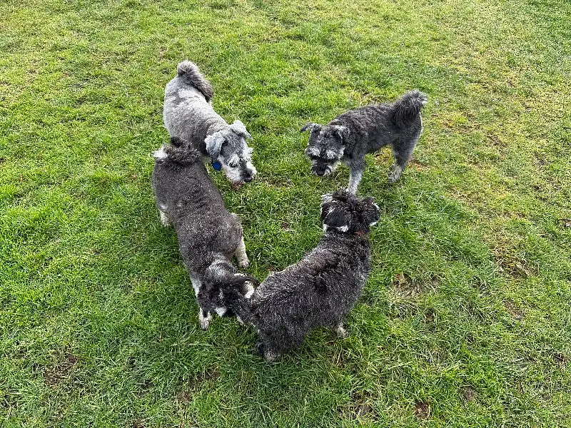 Canine Circle of Silence