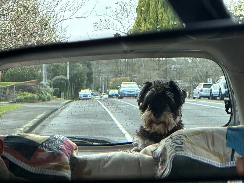 Backseat Boss