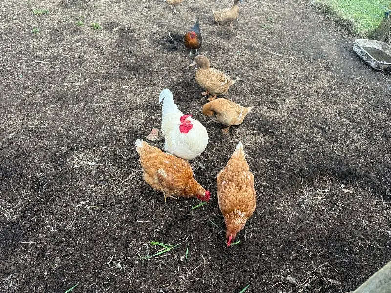 Cluck Club in a Mud Run