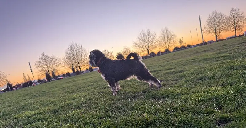 Sunset Spotlight
