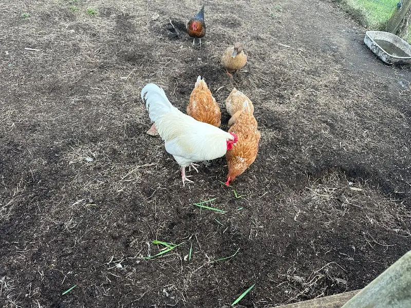 Cluck Club Assembly