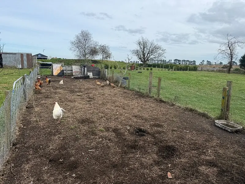 Cluckyard Chaos